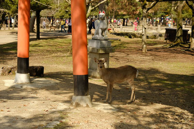 Deer in japanese park