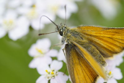 Close-up of butterfly perching on flower