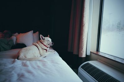 Cat relaxing on bed at home