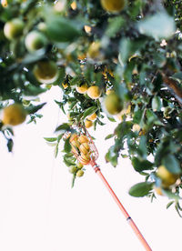 Low angle view of fruits growing on tree