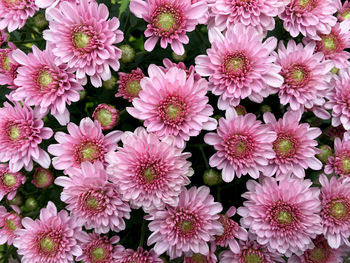 High angle view of pink flowering plants