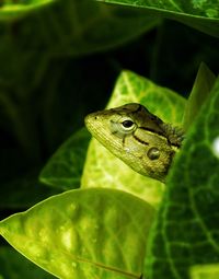 Close-up of lizard on leaf