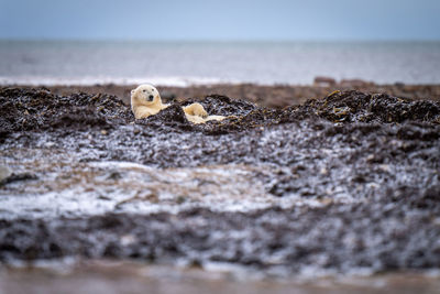 Polar bear lies on kelp on tundra