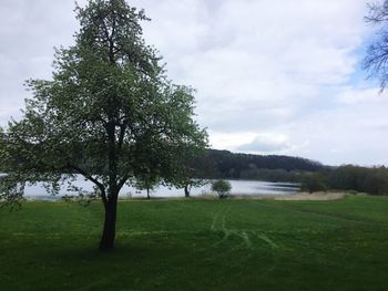 Trees on field against sky