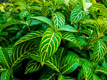 Full frame shot of fresh green plants