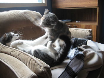 Cat sitting on sofa at home