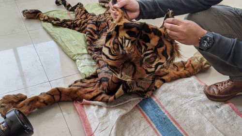 High angle view of hand holding cat