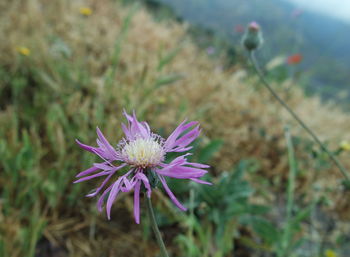 Close-up of flower blooming on field