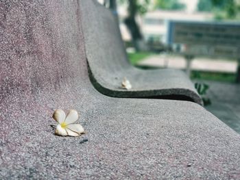 Close-up of rose on retaining wall