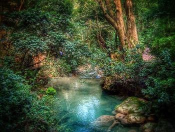 Stream in forest