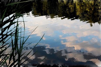 Reflection of trees in lake