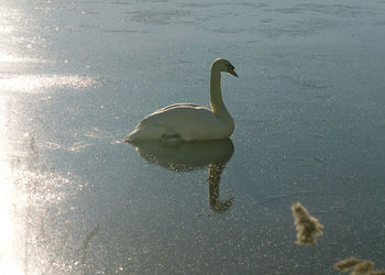 High angle view of duck swimming in lake