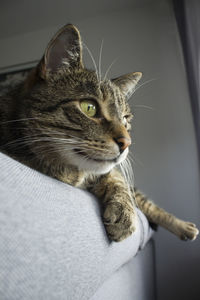 Close-up of a cat looking away, cat hanting