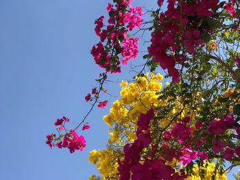 Low angle view of pink flowers blooming against sky