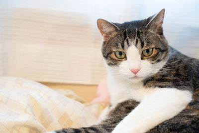 Close-up portrait of a cat