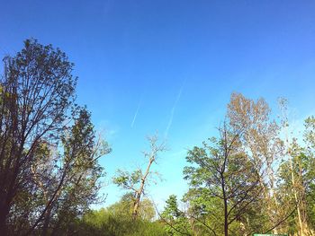 Low angle view of trees against sky