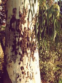 Close-up of tree trunk in forest