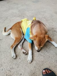 High angle view of dog lying in city