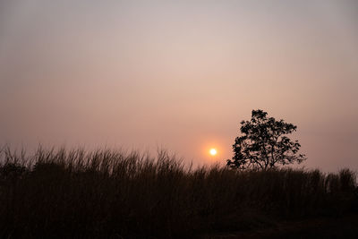 Silhouette trees on field against sky during sunset