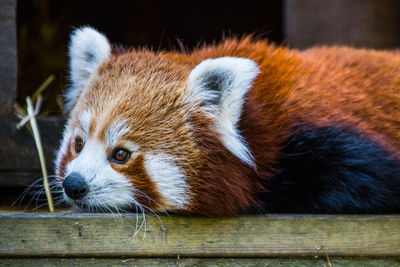 Close-up portrait of a red panda laying down 