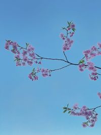 Low angle view of cherry blossom against blue sky