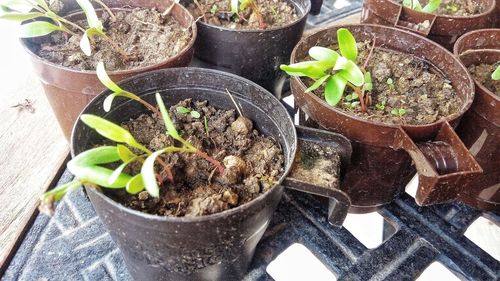 High angle view of potted plant