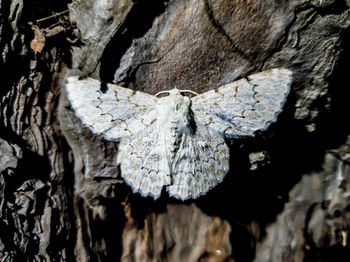 Close-up of dead tree trunk