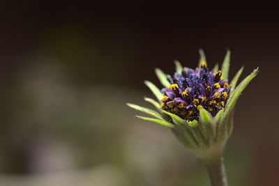 Close-up of purple flowering plant