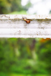 Close-up of bee