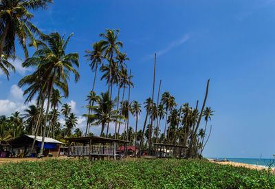 Scenic view of palm trees against blue sky