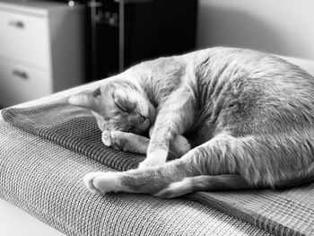 Close-up of cat sleeping on sofa