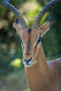 Portrait of impala