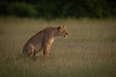 Big cat on grass