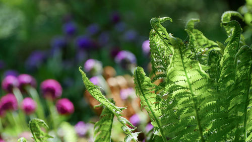 Close-up of fern with blurred background