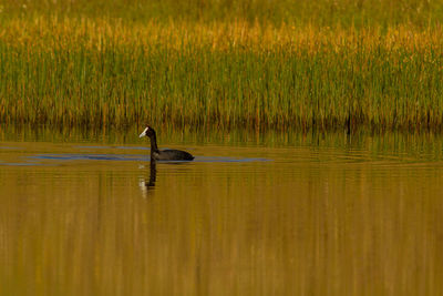 View of duck swimming in lake