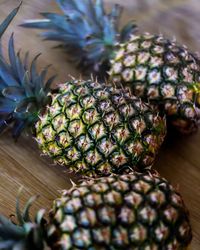 Close-up of succulent plant