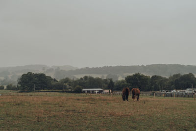 Horses grazing in a field in cotswolds, worcestershire, uk, on a grey rainy summer day.
