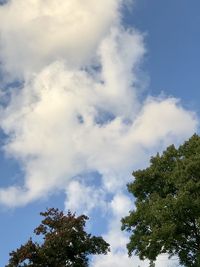 Low angle view of tree against sky