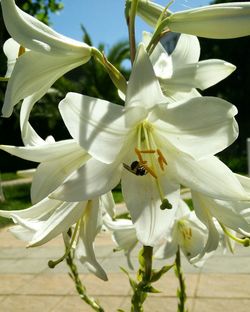 Close-up of white flowers