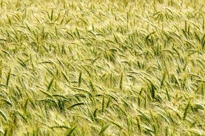 Full frame shot of corn field