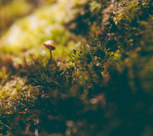 Close-up of mushroom growing on field