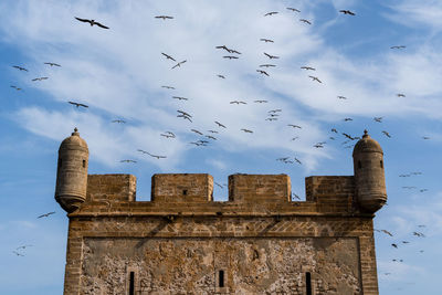 A flock of seagulls sweeping over the fort, essaouira, morocco.
