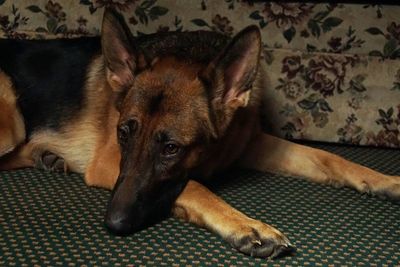 Close-up of dog relaxing on bed at home