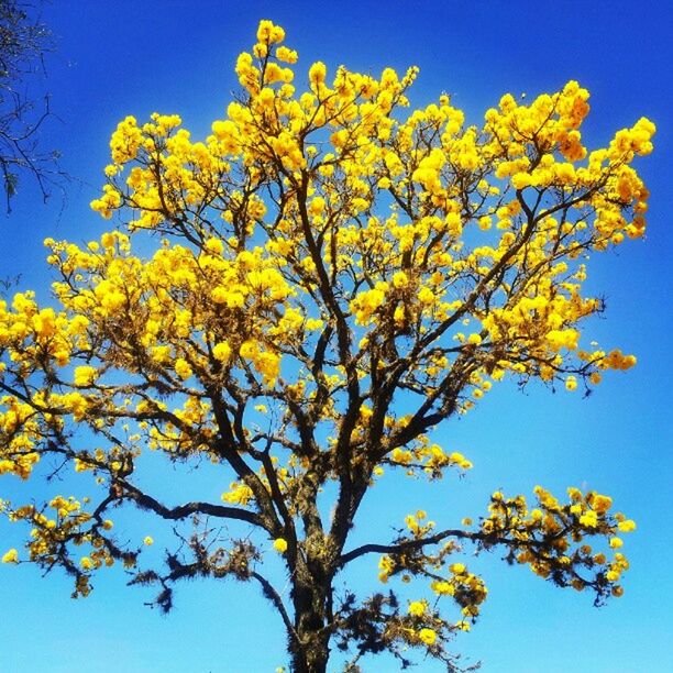 clear sky, low angle view, yellow, tree, blue, branch, growth, flower, beauty in nature, nature, freshness, copy space, blossom, sunlight, fragility, sky, tranquility, day, outdoors, autumn