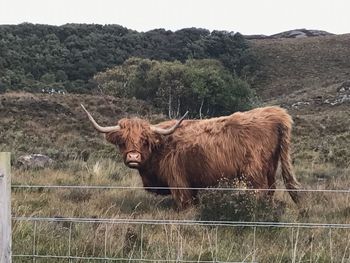 Cow standing on field against mountain