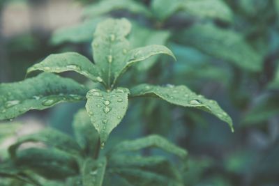 Close-up of water drops on leaf