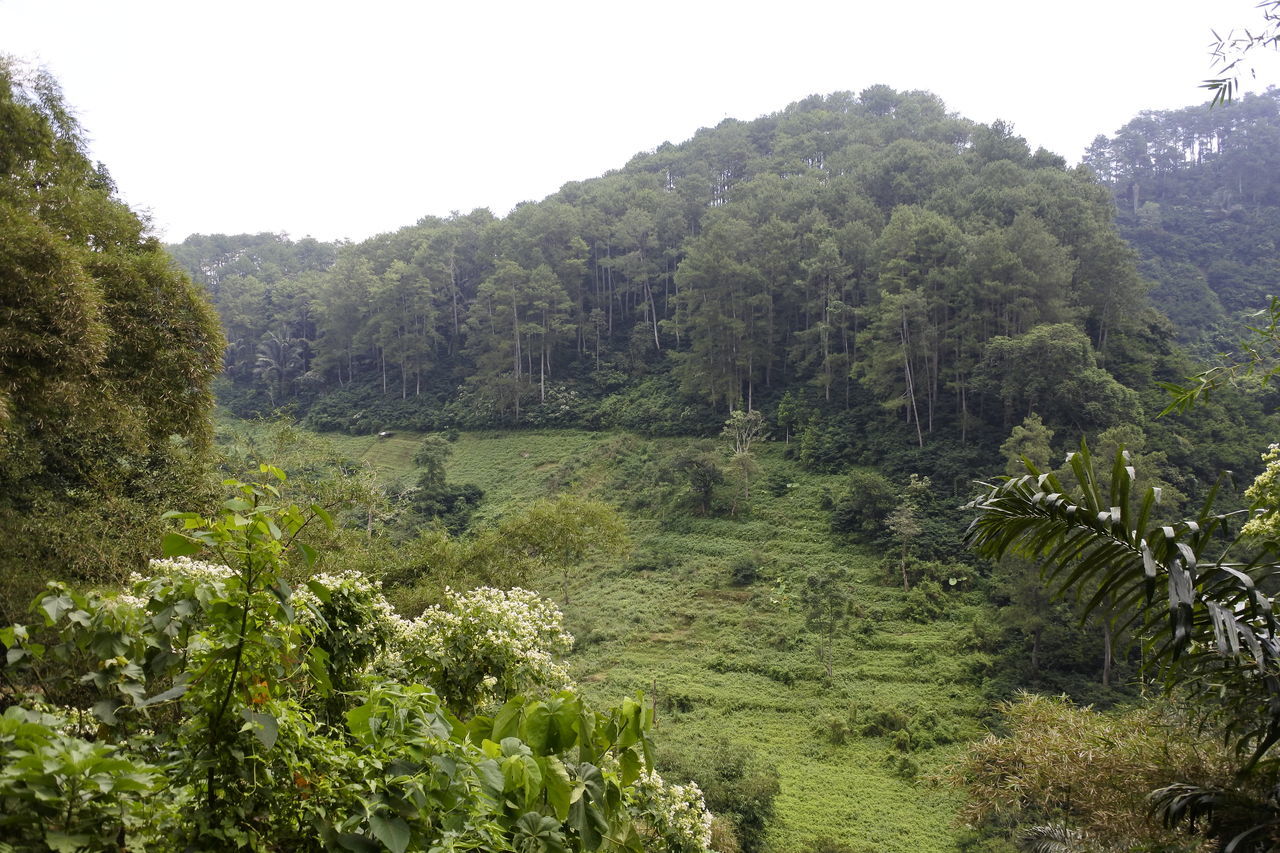 tree, nature, growth, landscape, plant, lush foliage, scenics, forest, tranquility, mountain, no people, lush, day, outdoors, tranquil scene, green color, beauty in nature, clear sky, sky