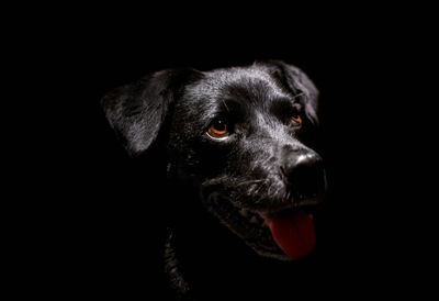 Close-up portrait of black dog
