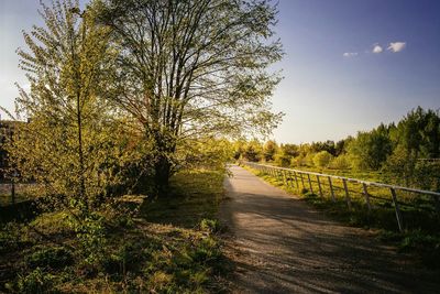 View of trees along road