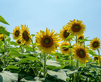Close-up of yellow flowering plants against clear sky